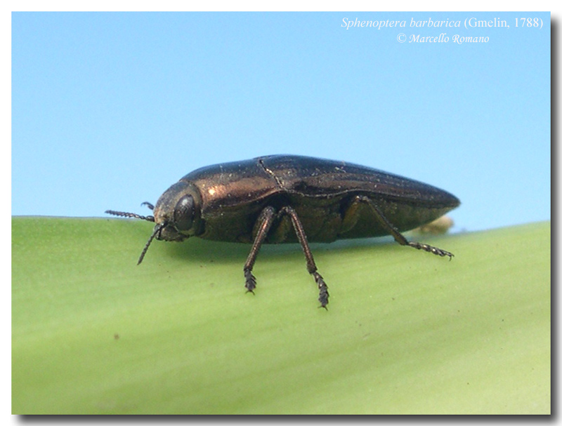 Il primo Buprestidae di quest''anno: Sphenoptera barbarica